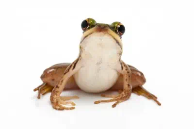 TECC 150629 - Frog